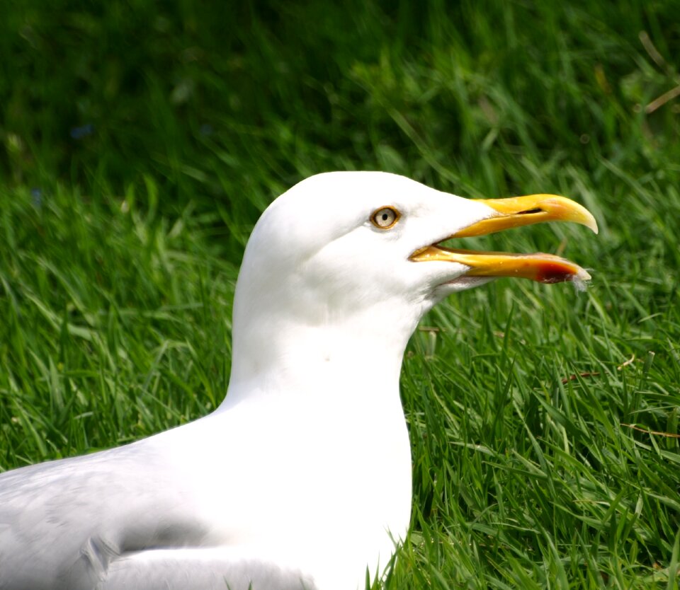 Bird bill close up