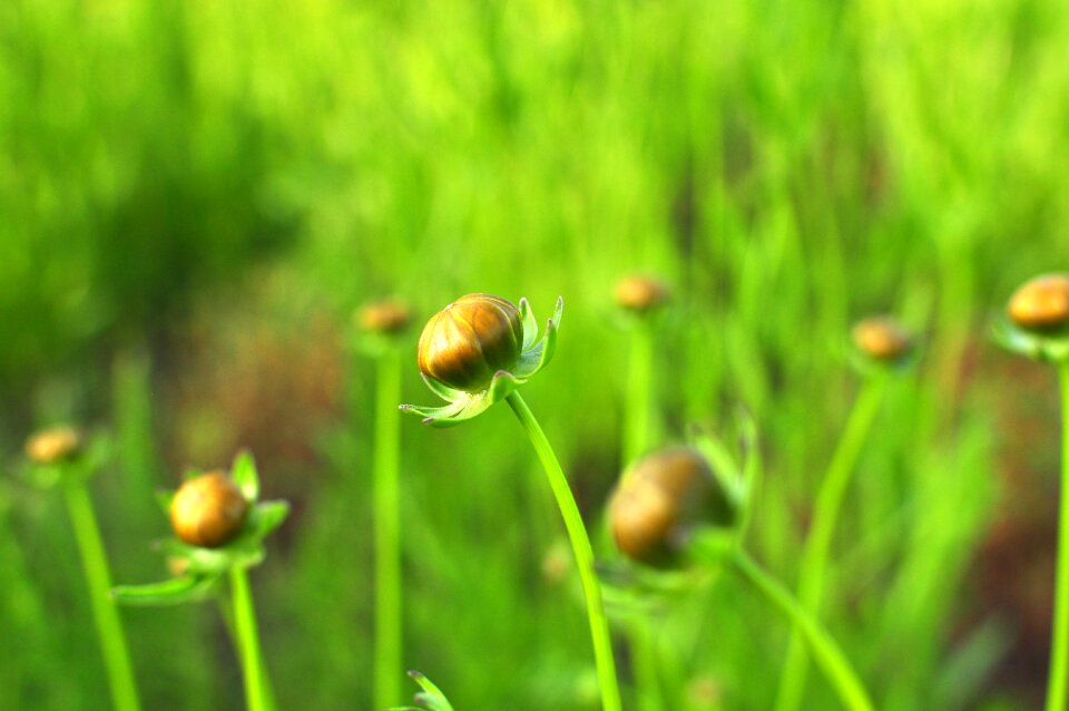 Grass green
