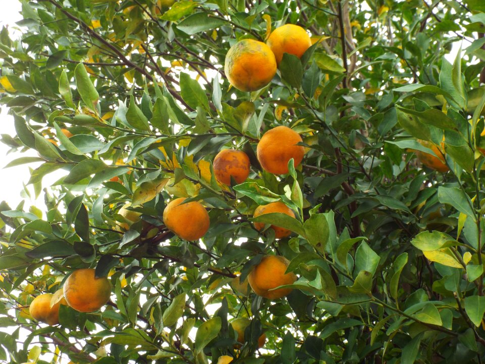 Fruit bergamot tangerine