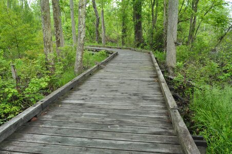 Forest green bridge