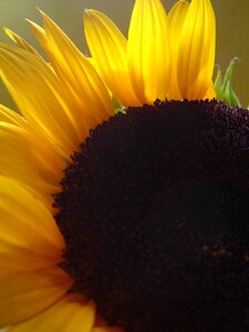 Yellow nature plant