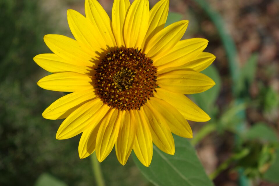 Flower summer