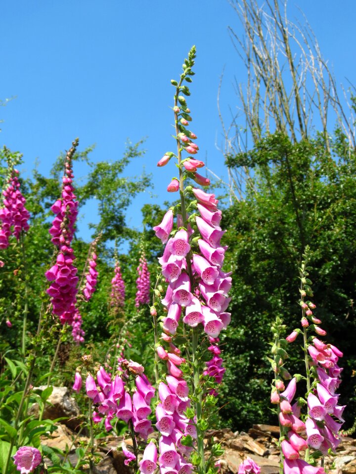 Flower colorful summer