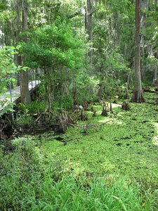 Greenery nature photo