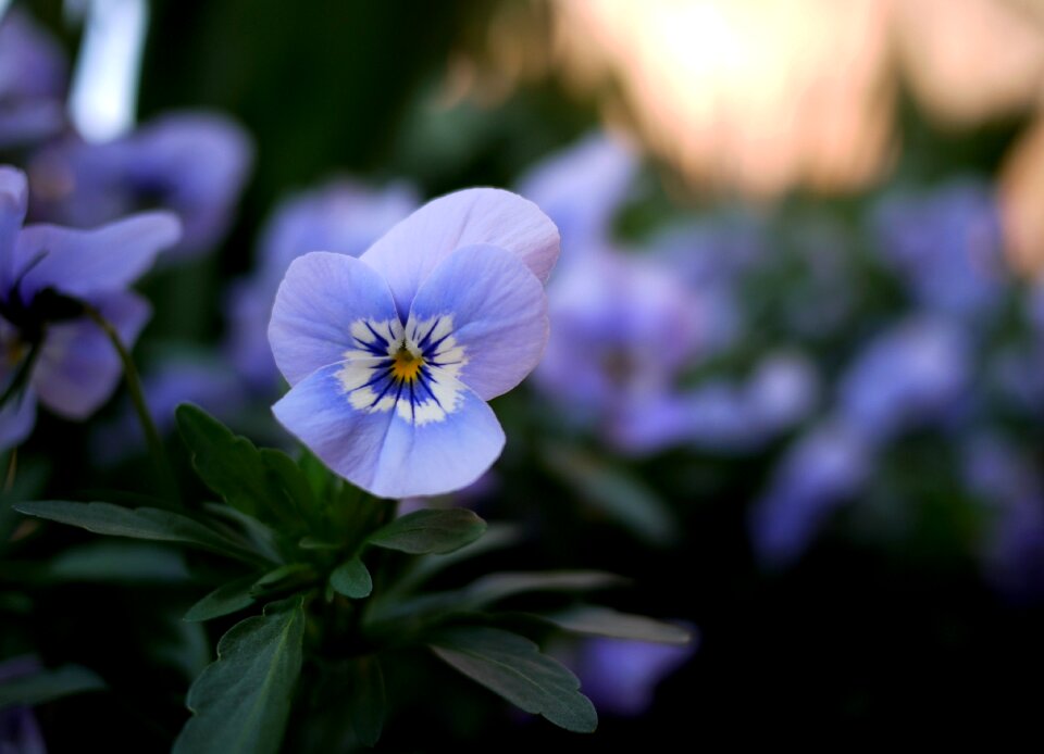 Colorful blossom bloom