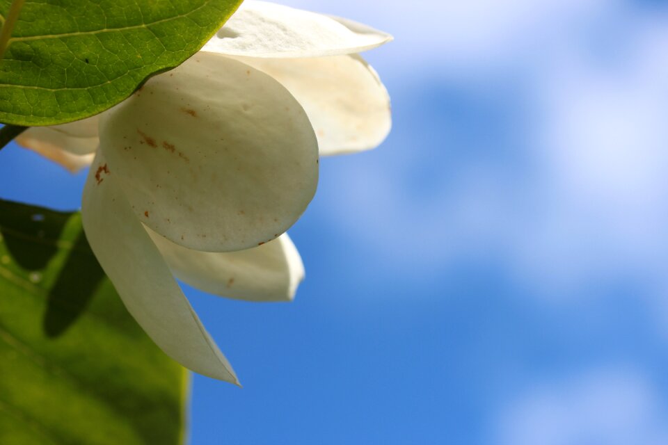 Macro magnolia sky
