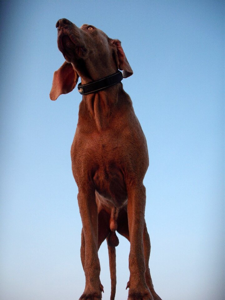 Pet brown quadruped
