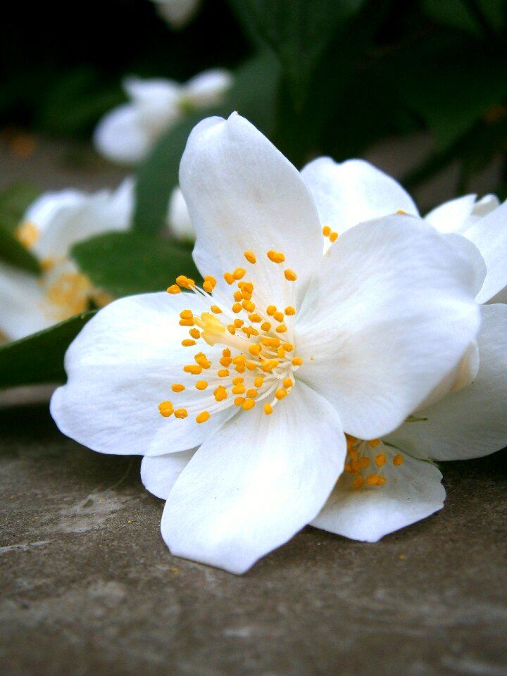Jasmin european whistle shrub pale whistle shrub