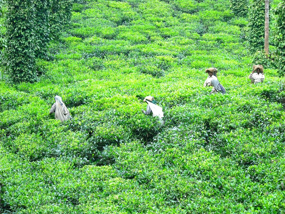 Plantation landscape greenery photo