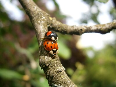 Beetle pairing reproduction