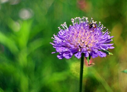 Blossom bloom pointed flower