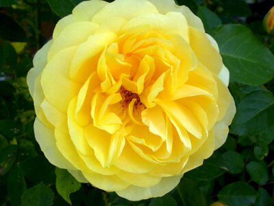 Beautiful rose bloom yellow