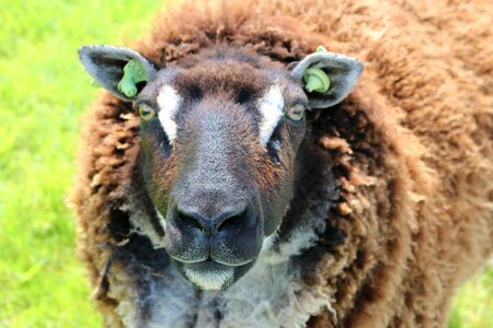 Nature portrait head