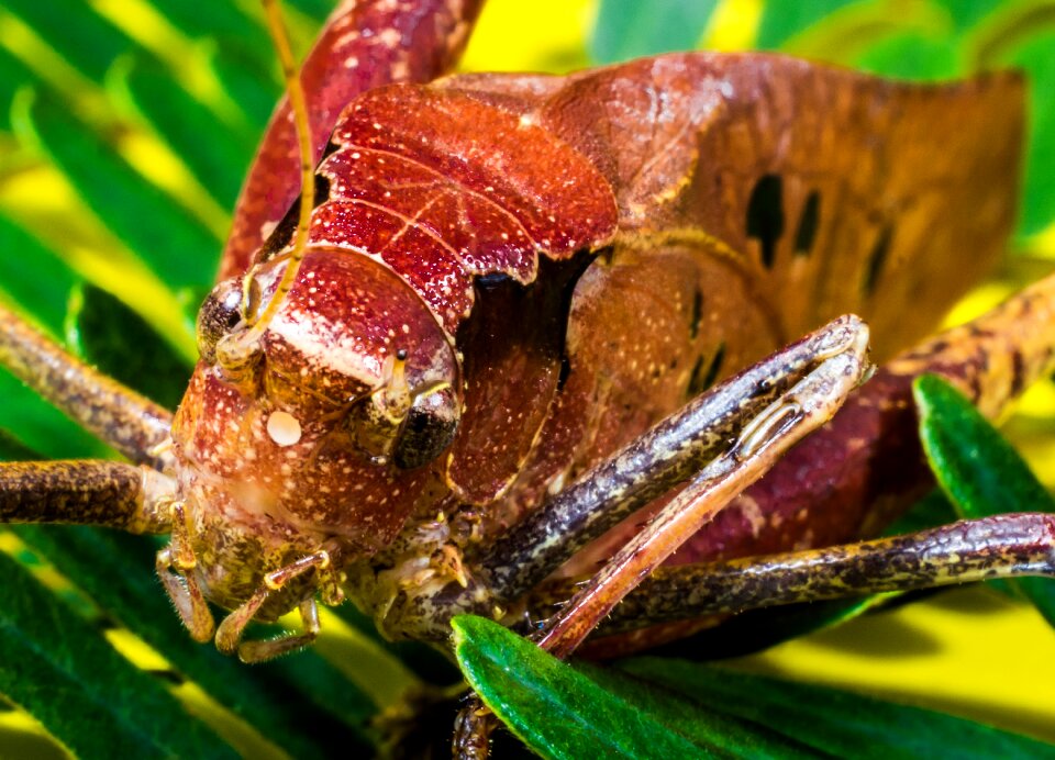 Scare chitin close up photo