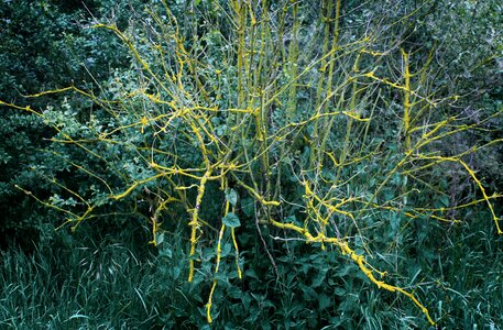 Weave aesthetic undergrowth