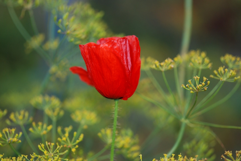 Nature flora plant