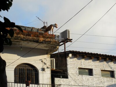 Roof funny