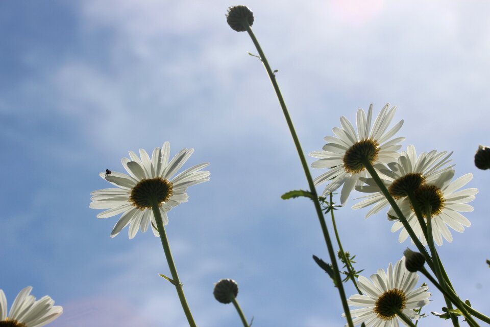 Leucanthemum composites asteraceae