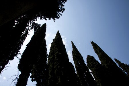 Columnar cypress real cypress italian cypress photo