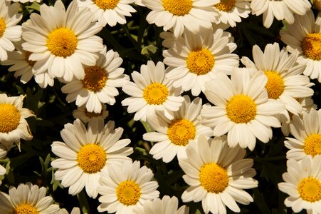Many bloom white