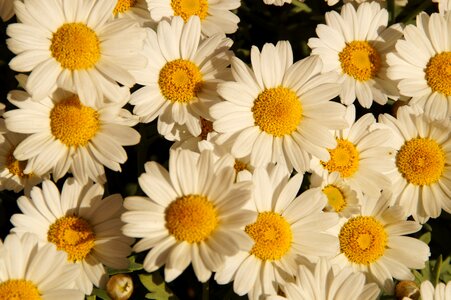 Many bloom white