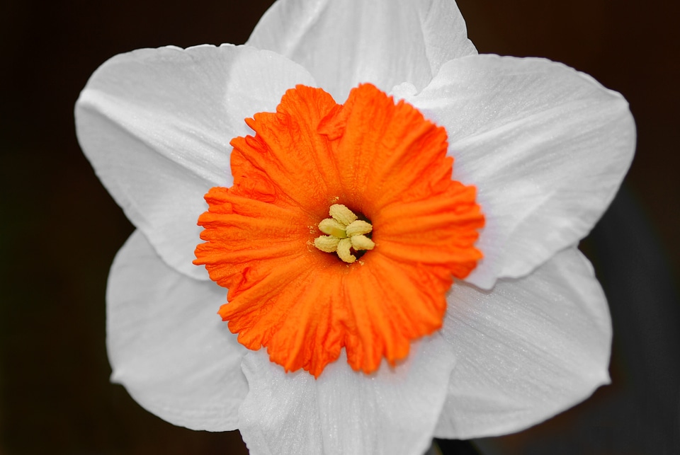 Blossom bloom nature