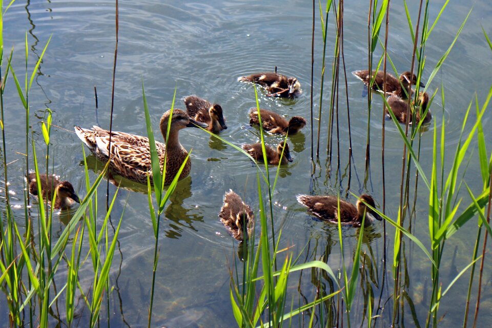 Young animals waterfowl small
