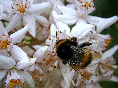 Drones people bumblebee national