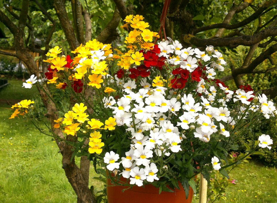 Colorful flowers garden flowers