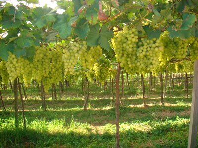 Vine fruit grapes