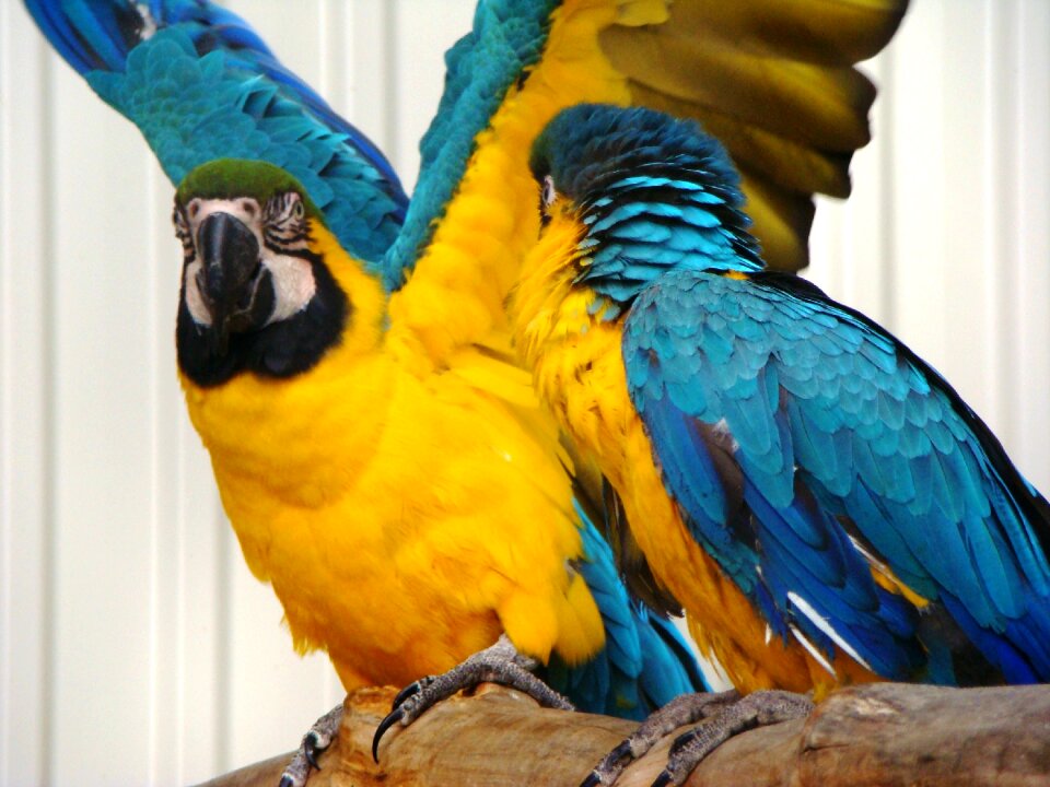 Colorful birds