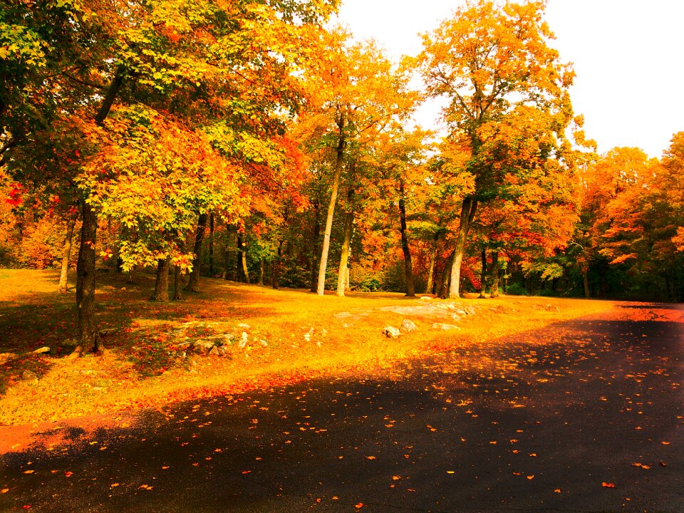 Autumn golden autumn
