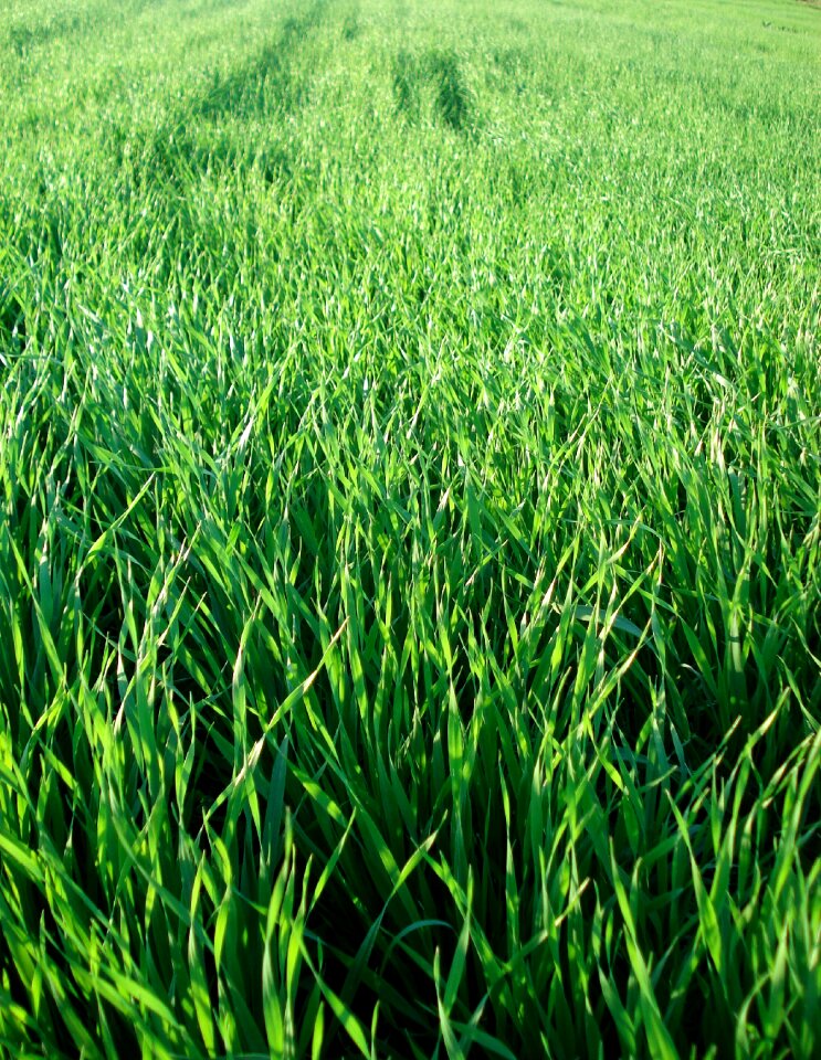 Greens green plants