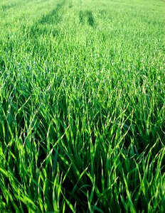 Greens green plants