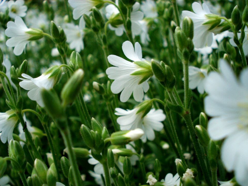 Spring flowers bloom beautiful