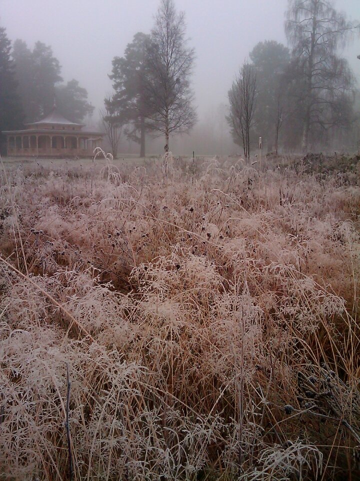 Frost bureå mist