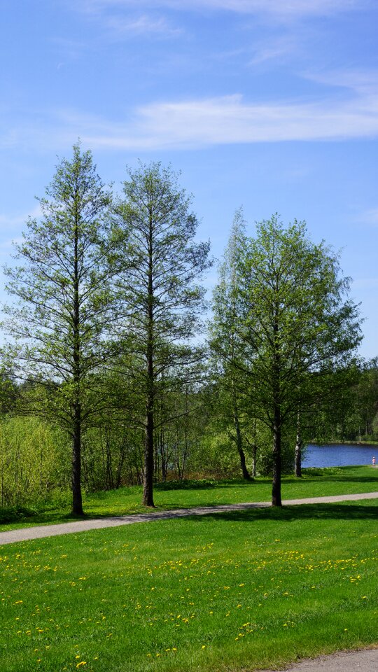 Spring grass lake