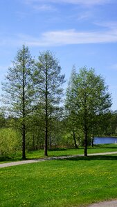 Spring grass lake photo