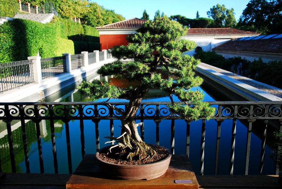 Bonsai madrid botanical