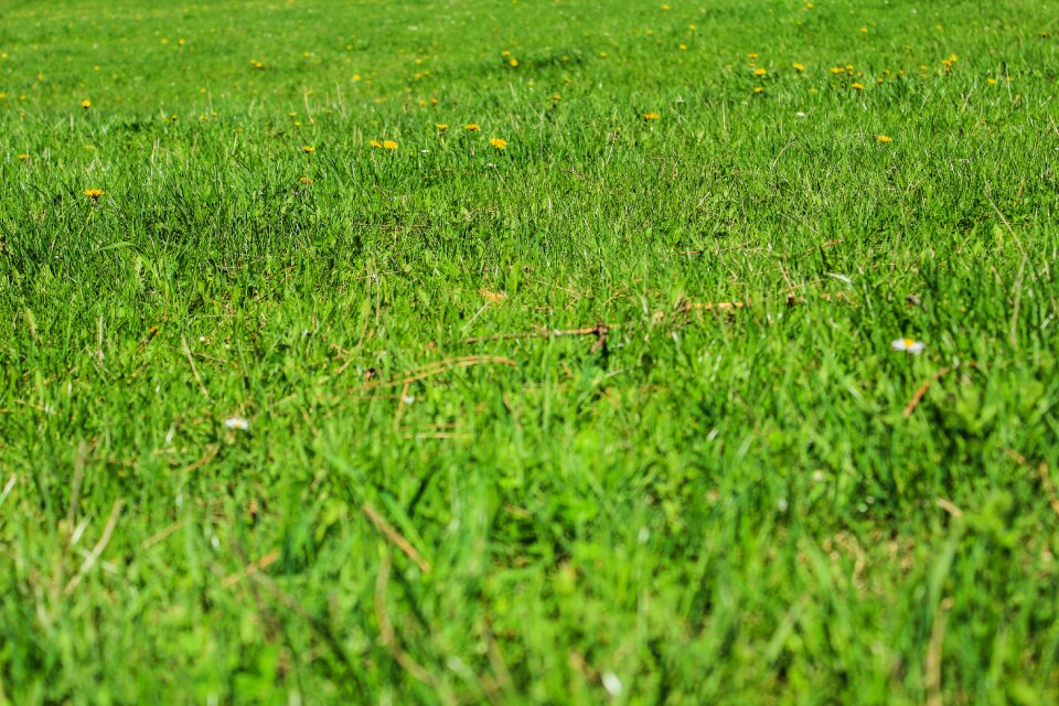Grassy lawn plain