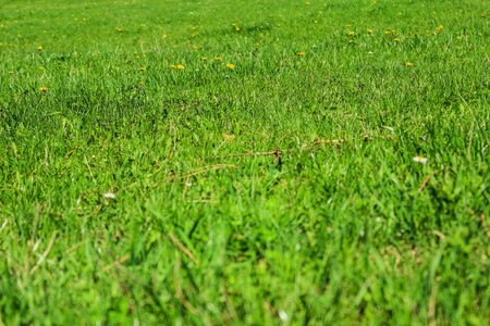 Grassy lawn plain photo