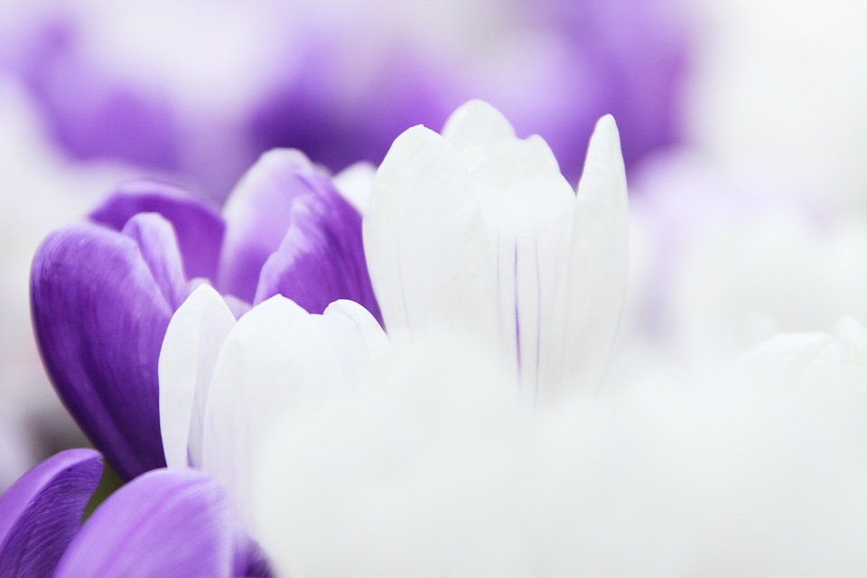 Garden macro nature