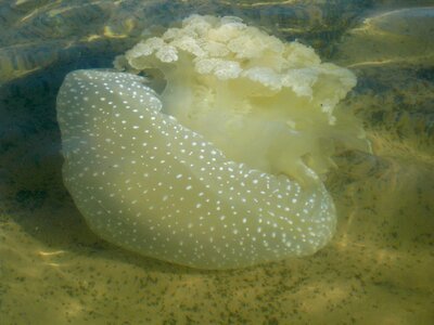 Dakhla beach jellyfish photo