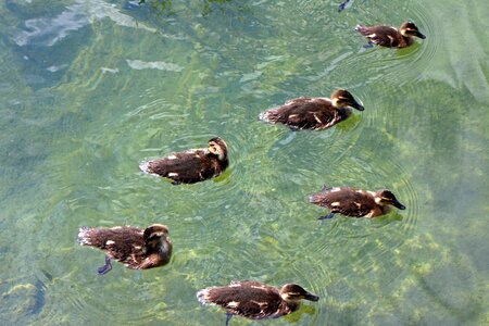 Young animals waterfowl small
