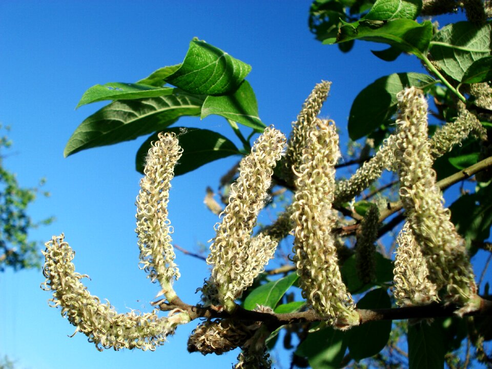 Spring nature seasons