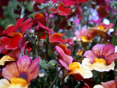 Elf mirror flowers colorful