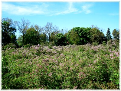 Spring lilac lilac bloom