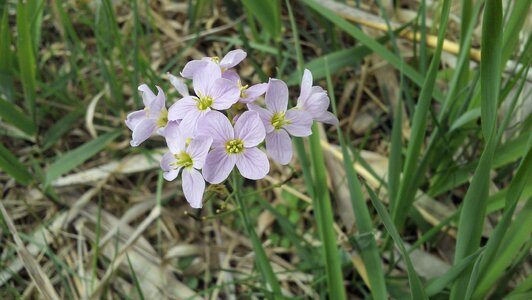 Flowers pollen spring