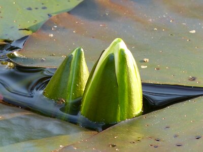 Nature aquatic plant bloom