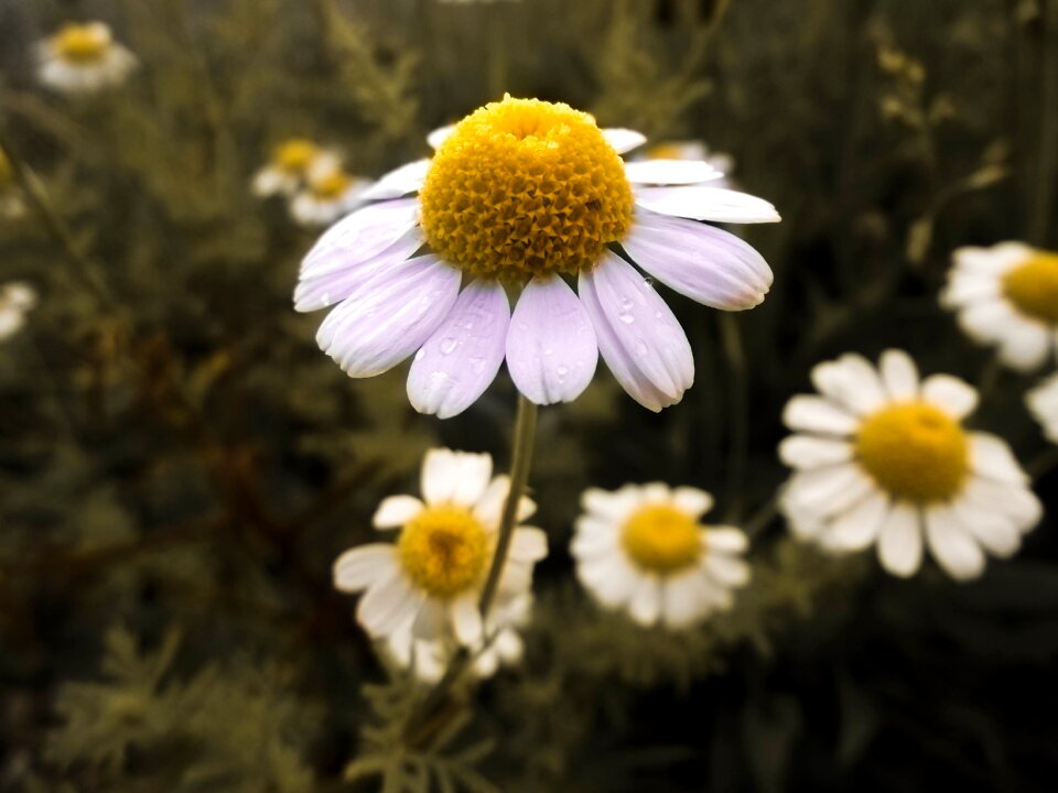 Nature landscape close up